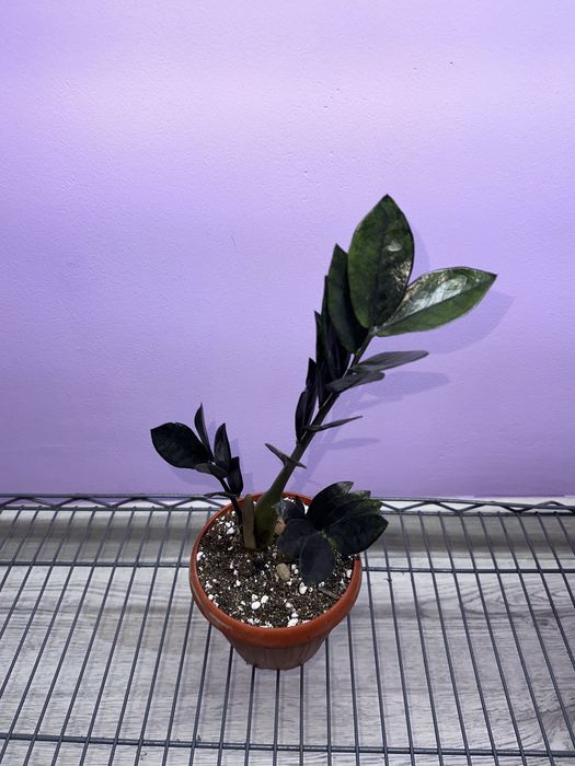 Продам цветы! Красивые