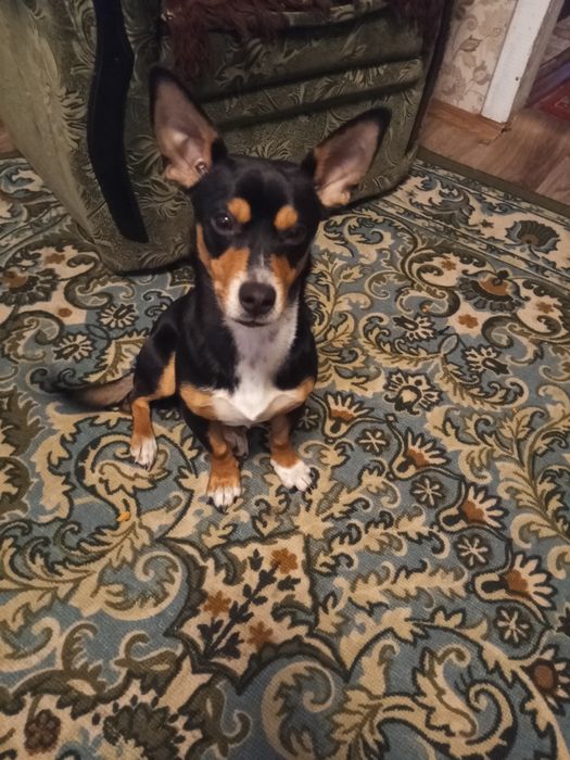 Отдам даром собачку пинчера