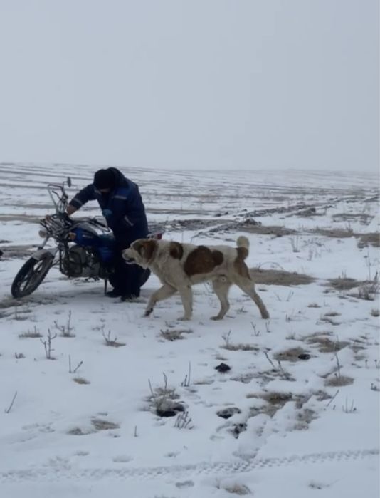 Алабай сао алабай