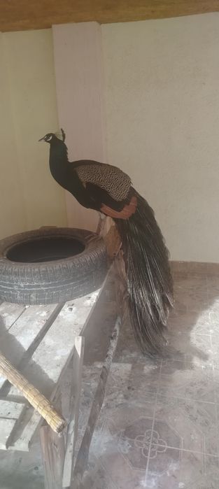 Павлины 3 годовалые