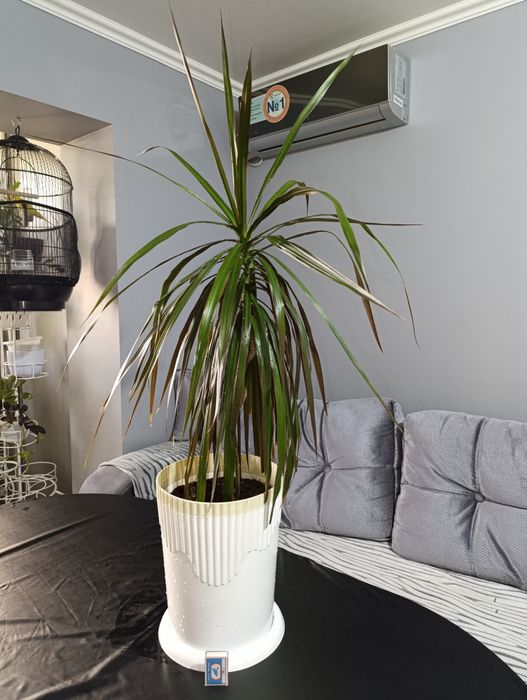 Драцена Маргината.