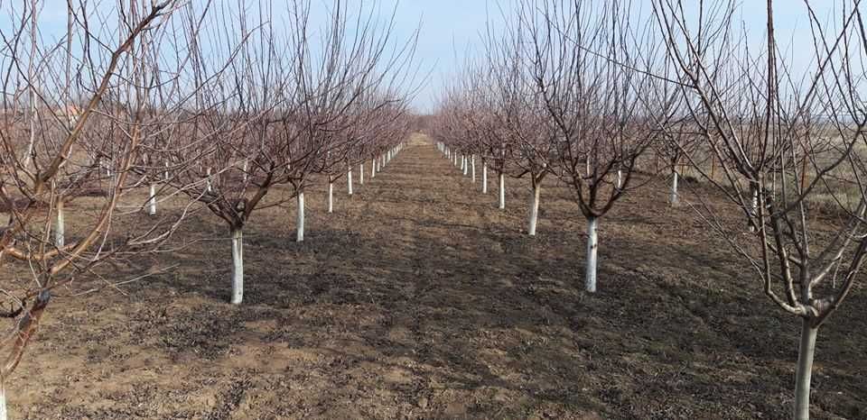 Toaletare copaci in Bucuresti si Ilfov