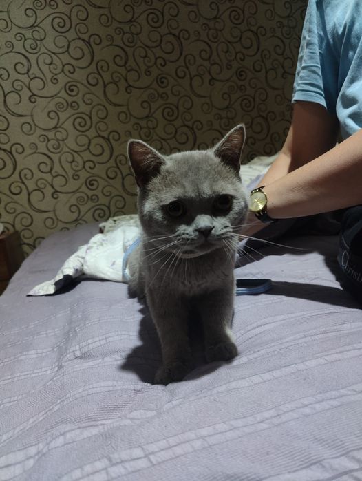 Британский кот 4 месячный