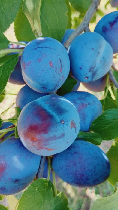 Prune de vânzare