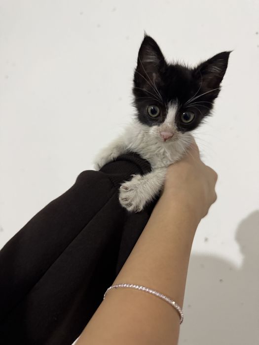 подарявам малко коте