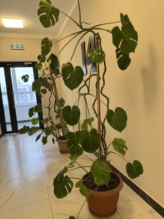 Цветы Монстера высокие