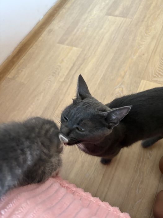 котенок котята в добрые руки