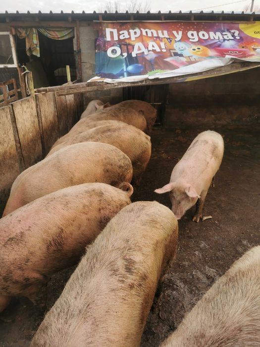 Прасета(около120кг)