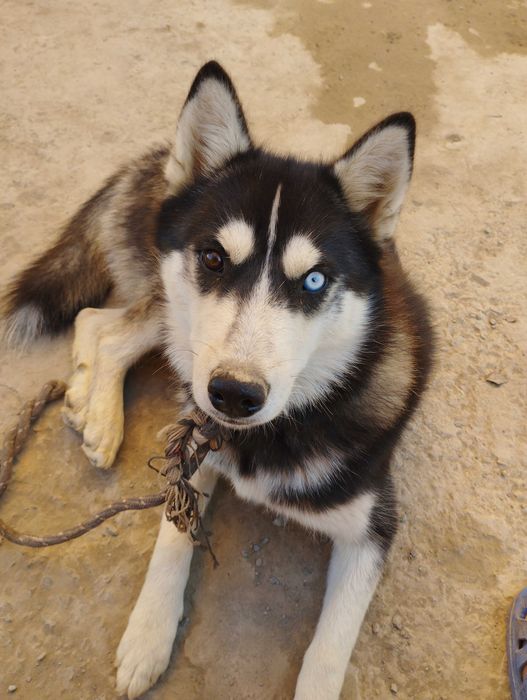 Продается хаски девочка 7 месяцев