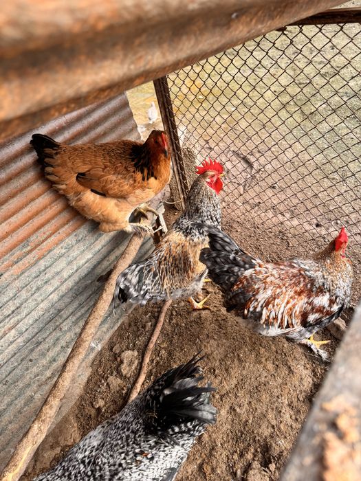 Xo’rozmisan Xo’rozlar sotiladi