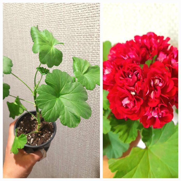 Продам Филодендрон Пинк бикини