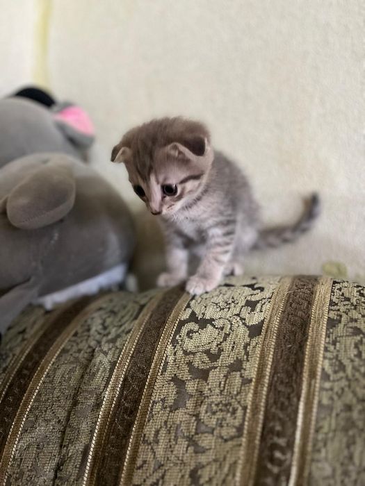 Отдам в добрые руки