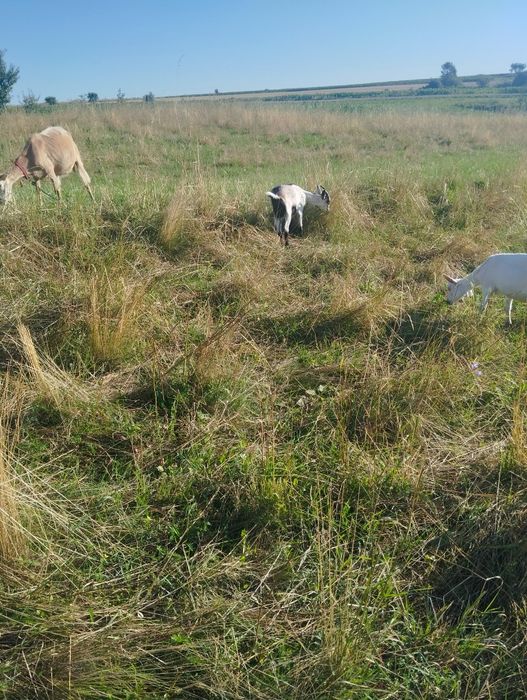 Vând țap și ieduțe.