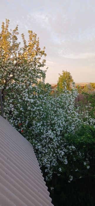 Продам дачу Каучук.
