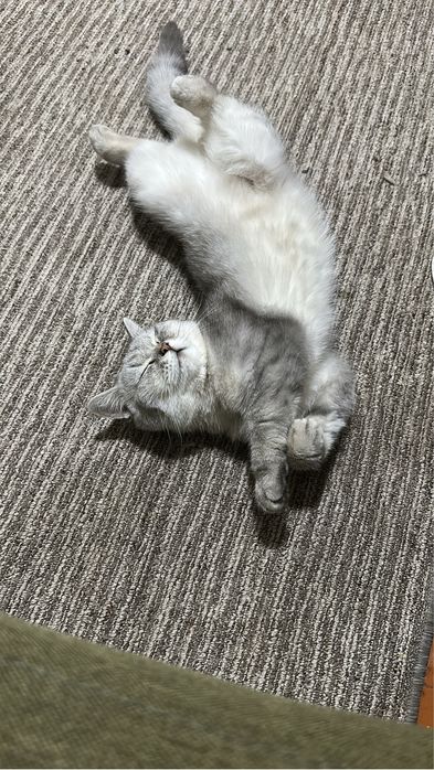 Шатландцкий кот