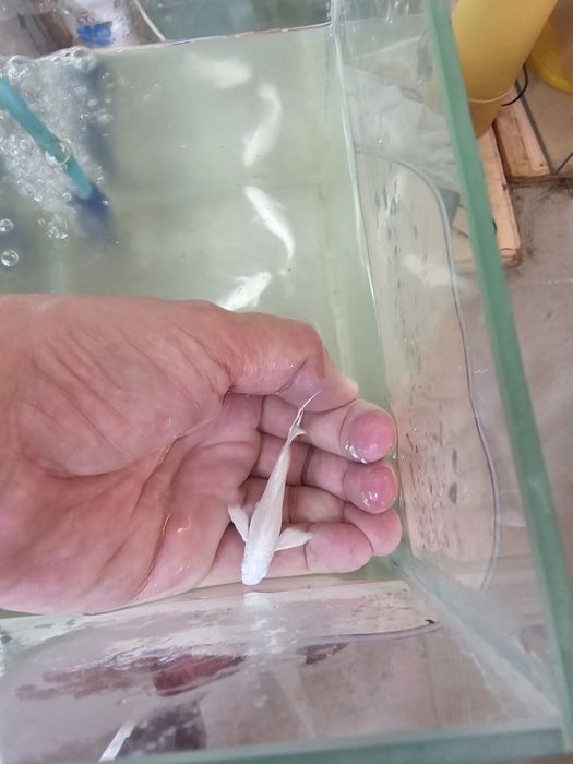 Велифера платина!