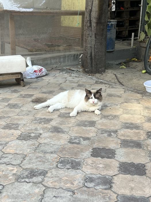 Regdol 11 oyli sotiladi srochna