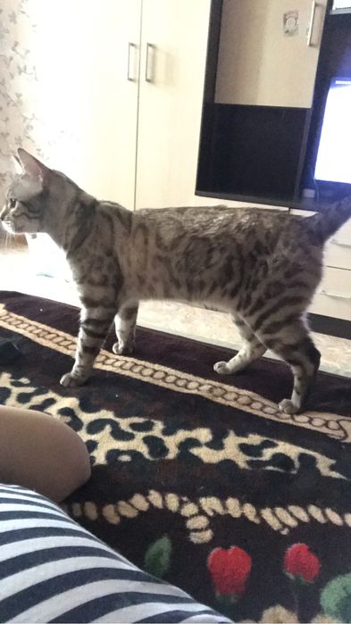 Продам кошку бенгалку