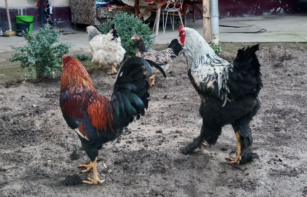 Петух парода Брамма Хуроз