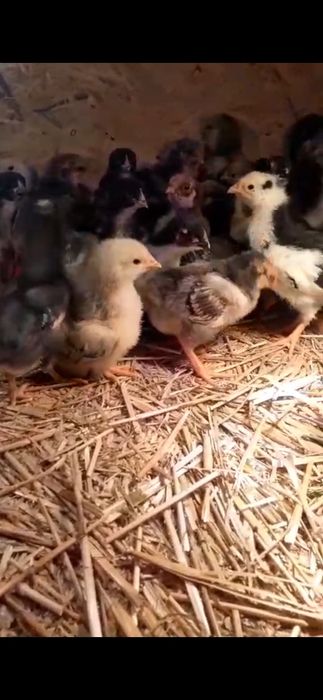 Vand pui de casa, pui si oua de Wyandotte, Plymouth Rock, Brahma