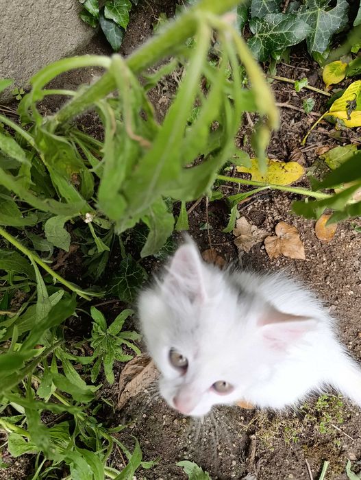 Котета на 7 седмици