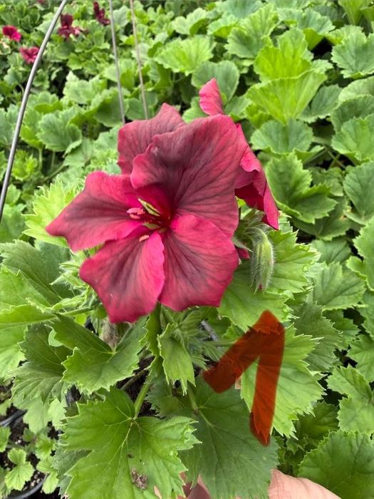 Кралско мушкато, едроцветно пеларгониум, Pelargonium grandiflorum, цъфтящо растение за саксия балкон тераса