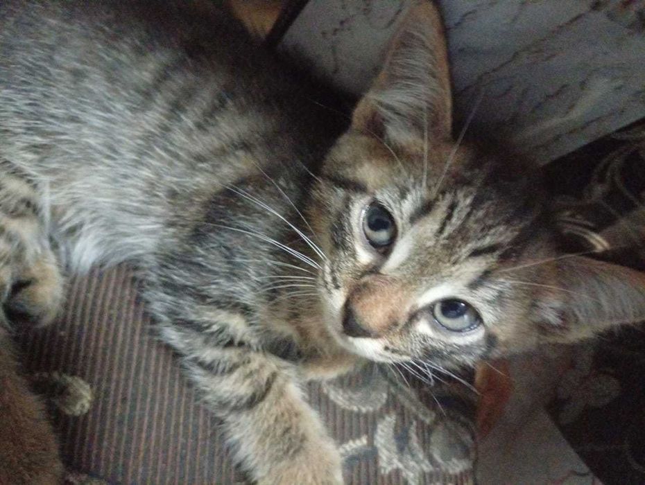 Отдам котят в хорошие руки