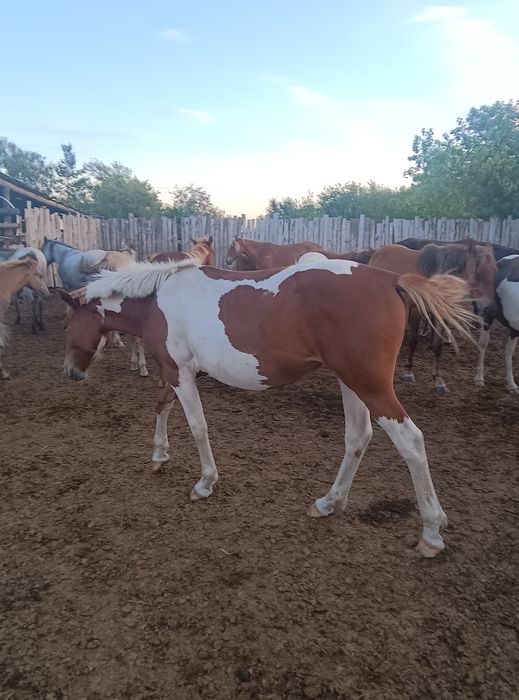 Кобылки полтарашки