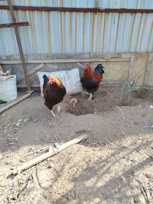 Петух порода Виандот