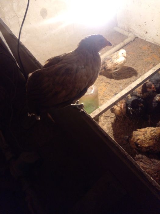 Продам. Цыплят домашние обычные