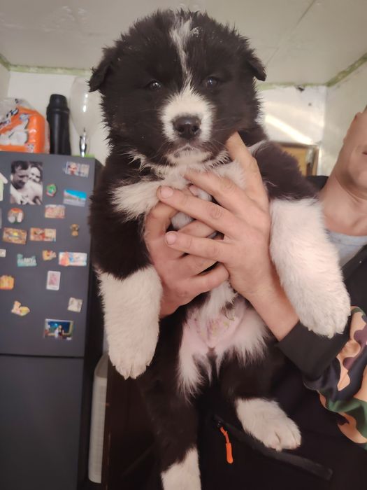 Щенки Алабай и хаски