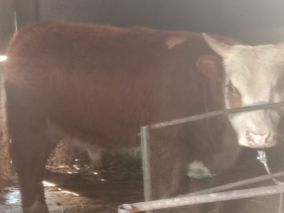 Продам быка бык бычки