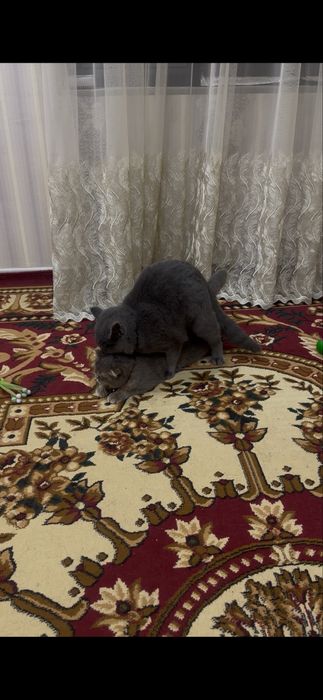 British strite erke mushu sotiladi soglom nasil osa boladi judayam aqi