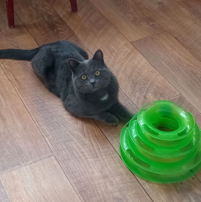 Молодой котик ищет новый дом