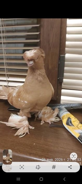 Голуби двухчубый