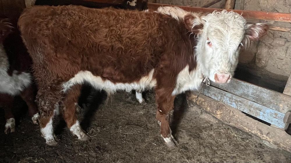 Баспақ, Подсостар бар 2 бас