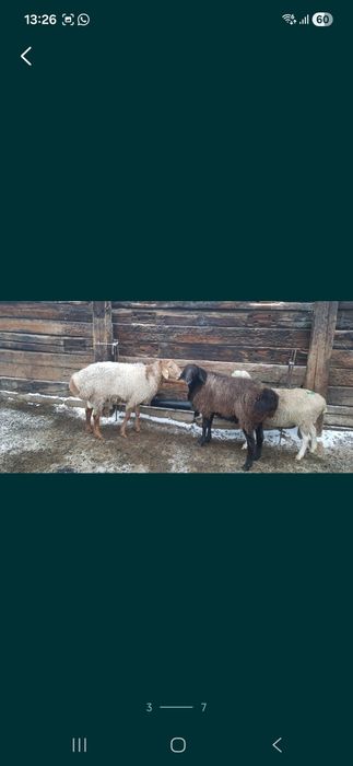 Продаю баранов на выбор