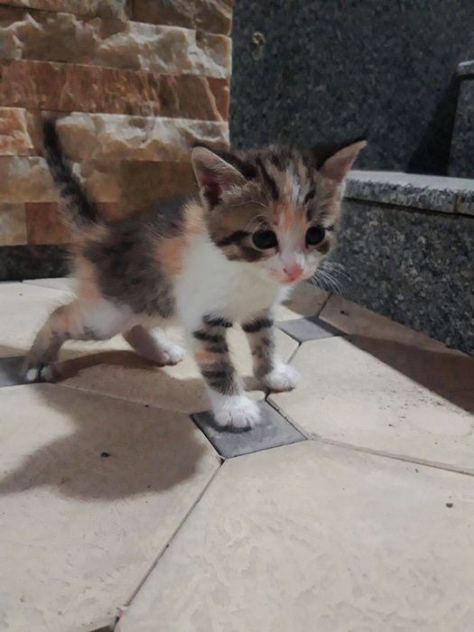 Милое Кошки 1 месят