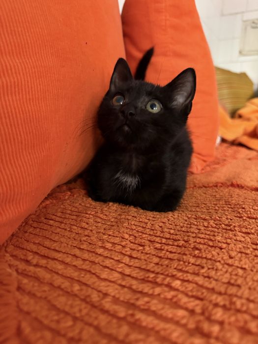 Подарявам коте.