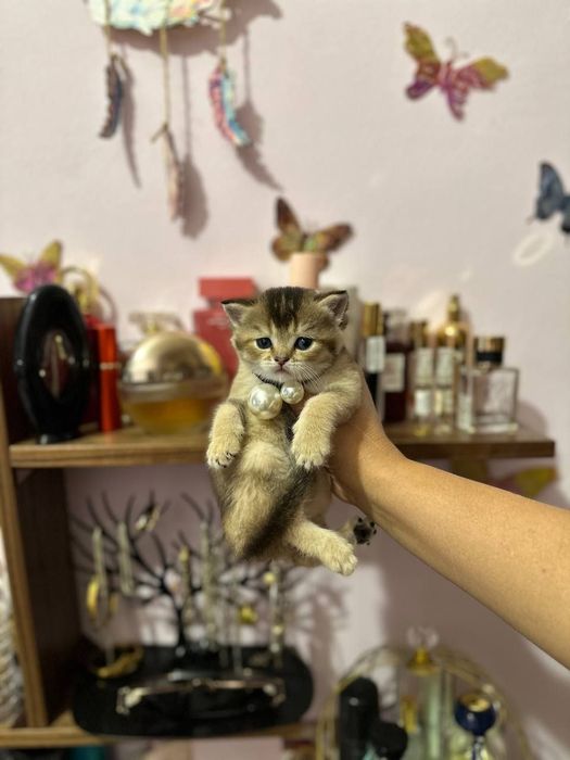 Срочно продаются котята Скоттиш страйт