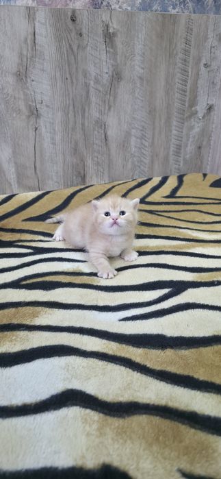 Шотландские вислоухие.