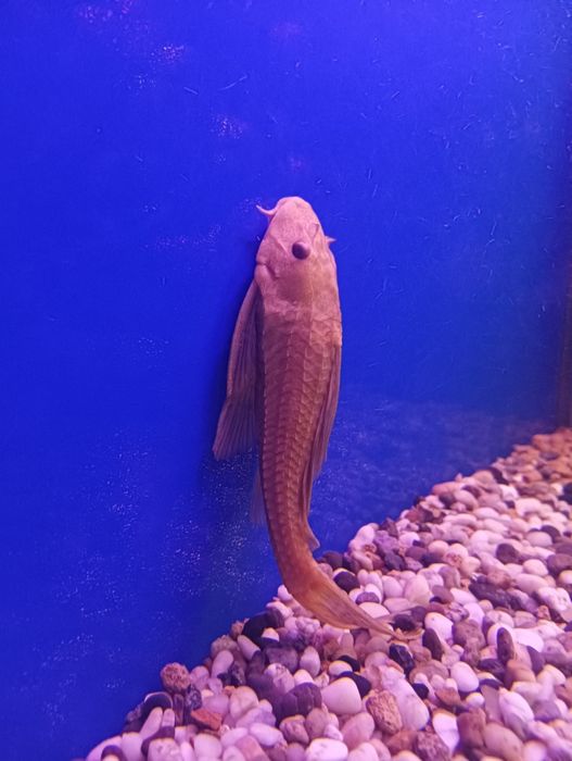 Парчовий альбинос пилесос