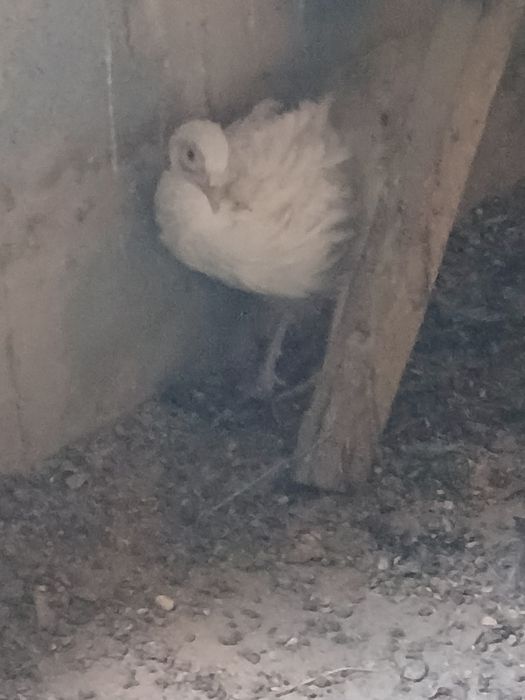 Продам фазанов..