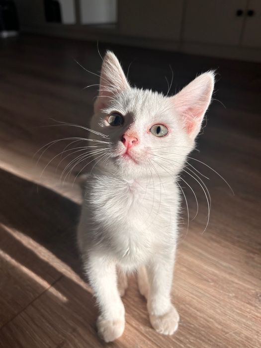 Котенок девочка белая с синими глазами