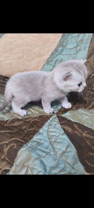 Шатланские котята