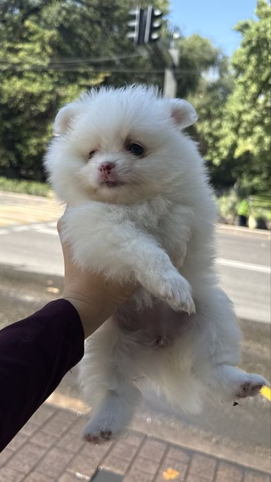 Шпиц немецкий щенки