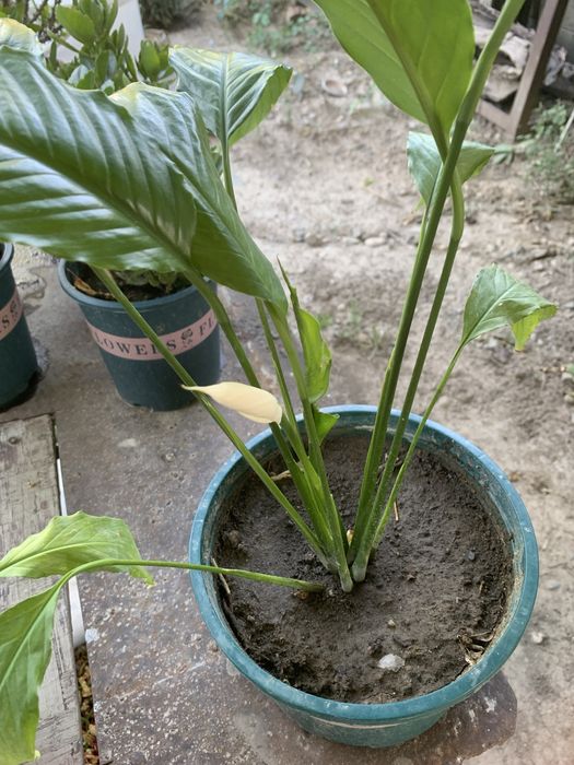 Продам домашнее растение