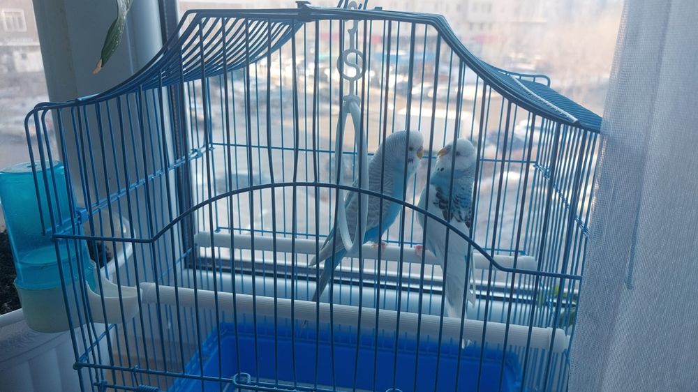 Папугай сатылады.