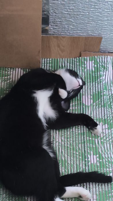 Отдам в добрые руки котика