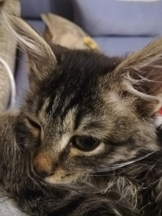 Пропал кот Пушок